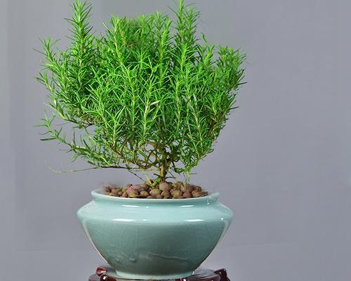 用蚊香泡水浇花的正确方法（节约环保的花园浇水利器）