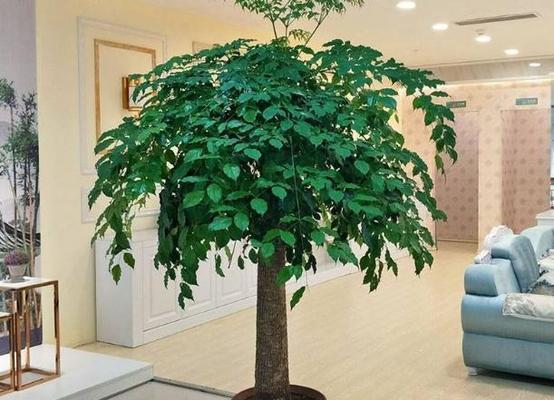 文昌位的植物之道（探寻文昌位适合放什么植物）