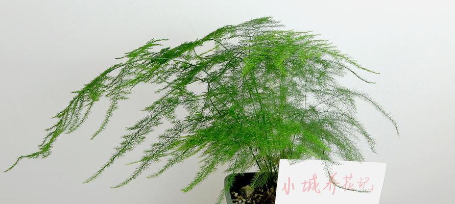 文昌竹的养殖方法（从选种到管理）