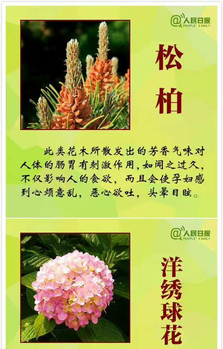 文冠果的功效与作用（探究文冠果的营养价值及其医疗应用）