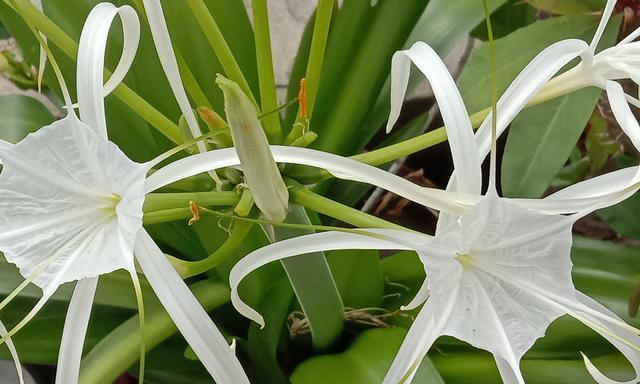 文殊兰开花时间及花语解析（探秘文殊兰开花的季节和每朵花的神秘寓意）