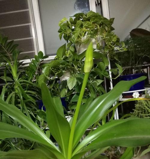 文殊兰开花后的处理方法（如何维护文殊兰的生长环境）