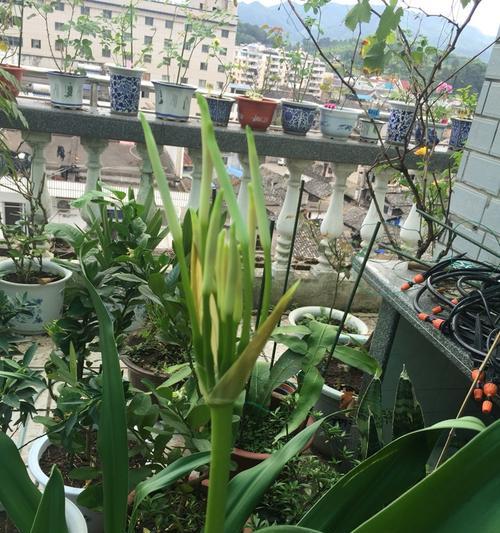 文殊兰开花后的处理方法（如何维护文殊兰的生长环境）