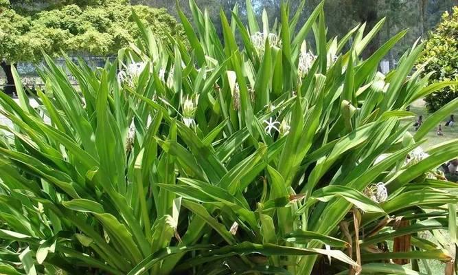 文殊兰开花有毒吗？剖析文殊兰的毒性