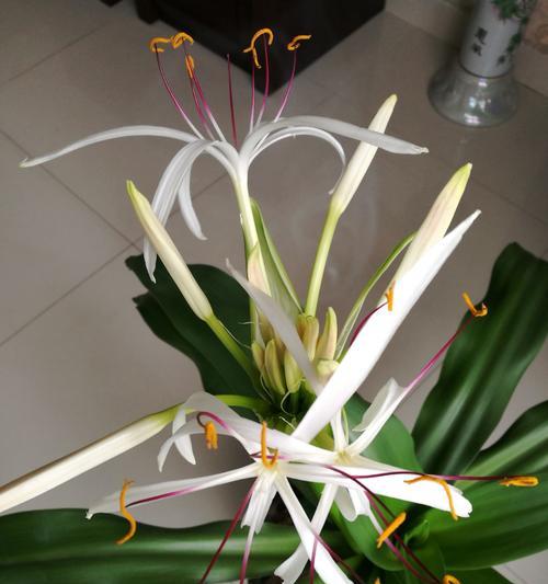 文殊兰开花的时间和花期（探究文殊兰的开花时间）
