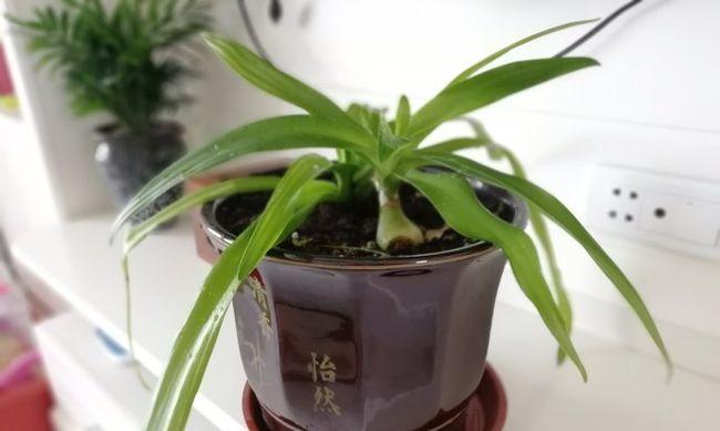 如何在室内养护文殊兰（室内文殊兰养护指南）