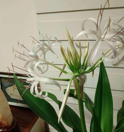 文殊兰一年开花次数及特点（探究文殊兰的开花规律和特点）