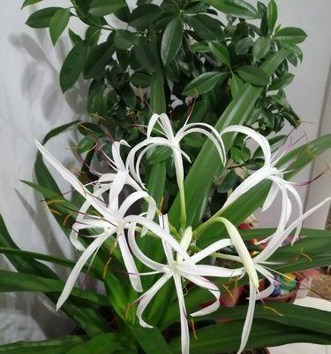 文殊兰一年开花次数及特点（探究文殊兰的开花规律和特点）