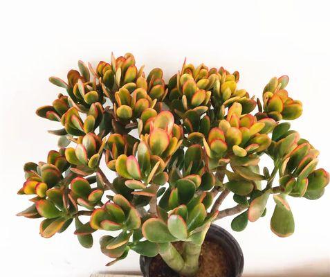 黄金花月（流金岁月中的花香）