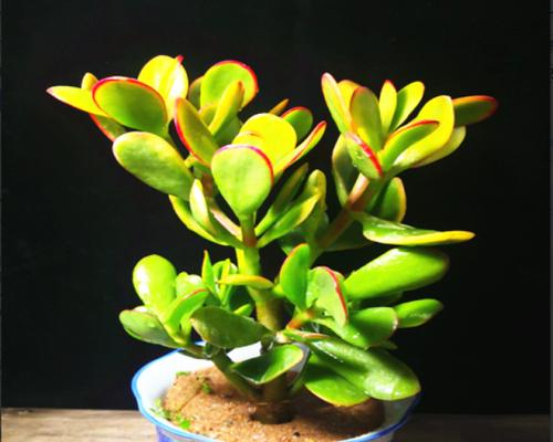黄金花月（流金岁月中的花香）