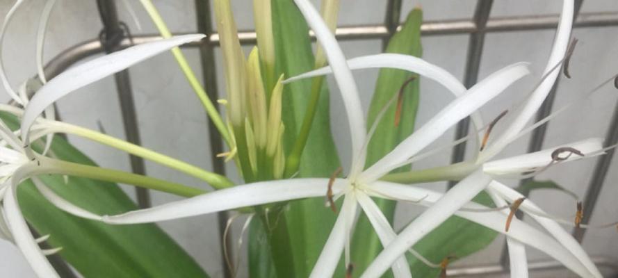 文殊兰种球保存与种植指南（掌握正确方法）