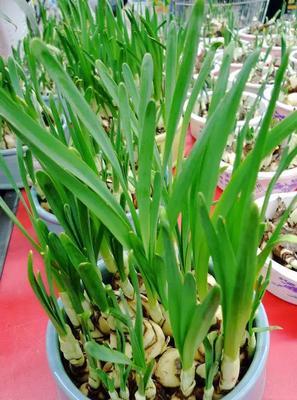 文殊兰种球保存与种植指南（掌握正确方法）