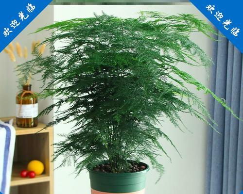 文松修剪攻略——打造美观枝繁叶茂的文松（文松修剪技巧）