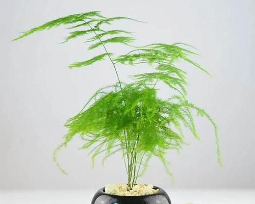 文松修剪攻略——打造美观枝繁叶茂的文松（文松修剪技巧）