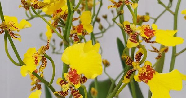 文心兰不开花的原因剖析（揭秘文心兰的生长习性和管理技巧）