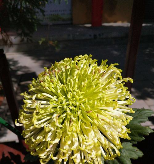 傲霜枝（以菊残犹有傲霜枝）