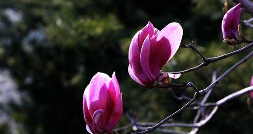 倦倚玉栏，感叹月晕之美（语低香近）