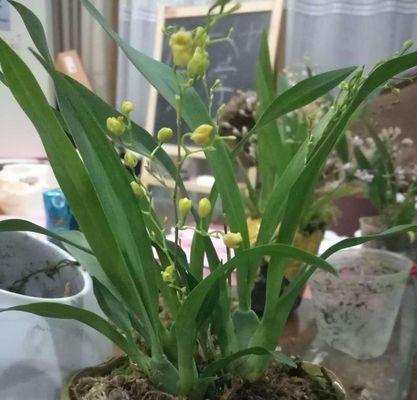 文心兰的养殖与养护（简单易行的方法让您轻松拥有美丽的文心兰）