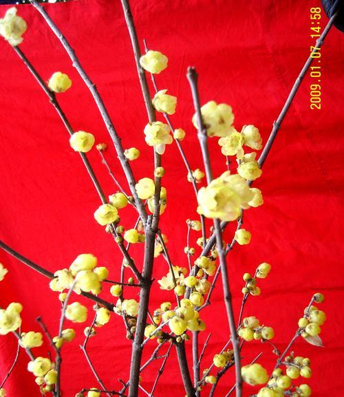 腊梅花语（品味腊梅花语）