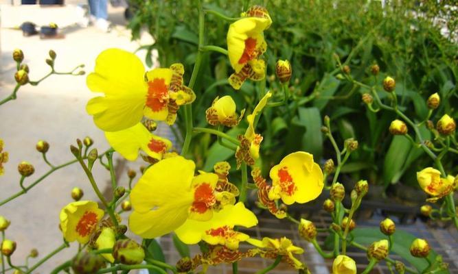 文心兰开花时间及养护指南（掌握开花季节）