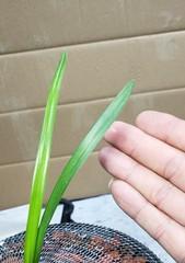 以兰花叶尖起兜的意义（探究兰花叶尖起兜的原因与表达方式）