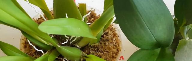 文心兰的土壤要求及如何用土养护（文心兰的生长环境和土壤配比）