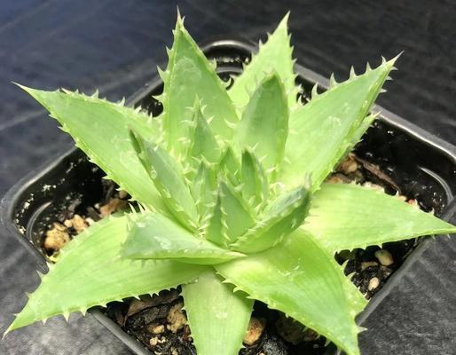 芦荟的花语之谜（揭开芦荟开花的神秘面纱）