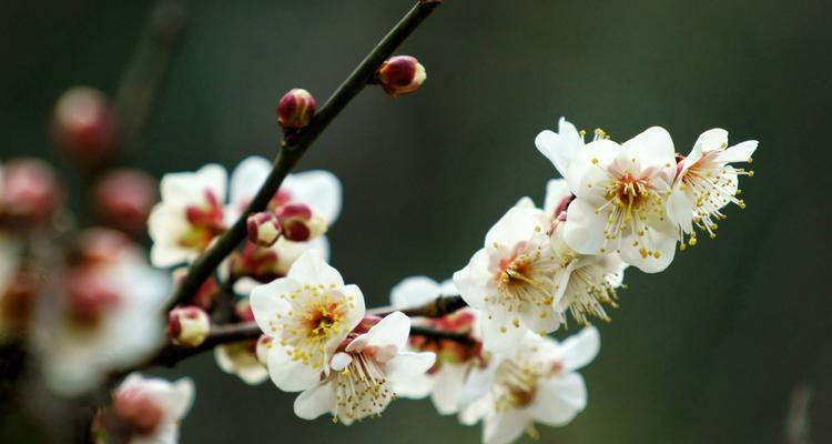 梅花吉祥之道（探索梅花文化的内涵与象征）