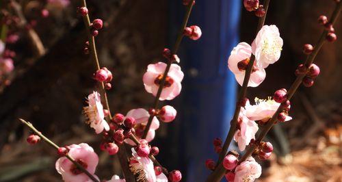 梅花吉祥之道（探索梅花文化的内涵与象征）