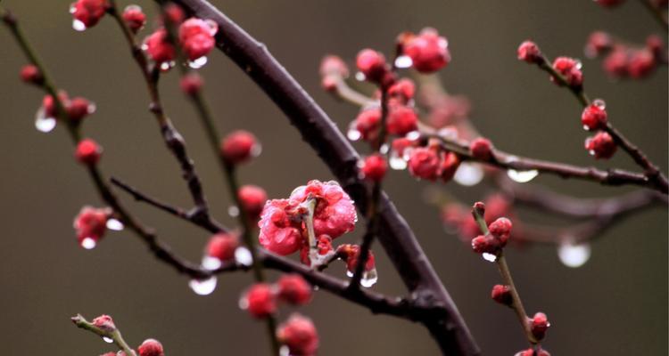 梅花吉祥之道（探索梅花文化的内涵与象征）