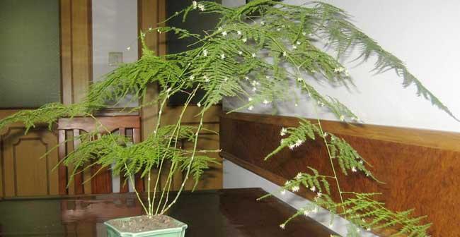 文竹的生长环境及生长地方条件（了解文竹的生长条件与技巧）
