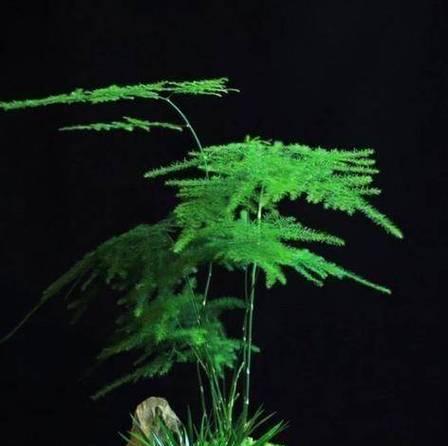 文竹冬季浇水方法（保护文竹）