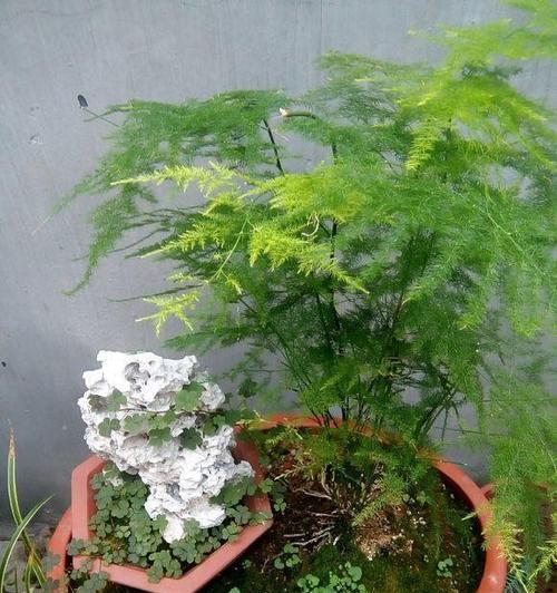 文竹冬季浇水方法（保护文竹）