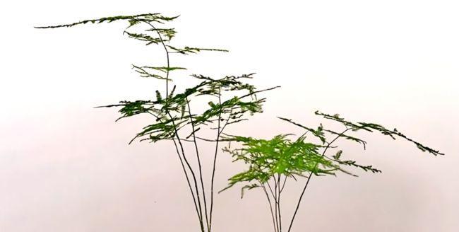 文竹冬季浇水方法（保护文竹）
