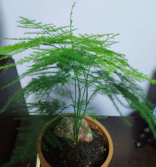 文竹的浇水方法（多久浇一次水）