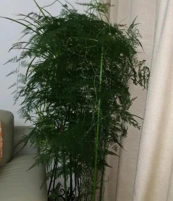 文竹的浇水方法（多久浇一次水）