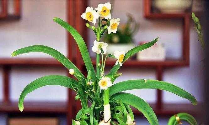 水仙花的不同颜色代表的含义（探索水仙花各色代表的意义）