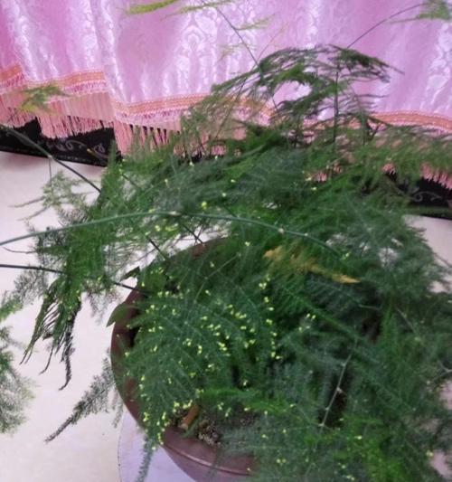 文竹的开花时间及注意事项（从生长环境到开花期间的养护指南）