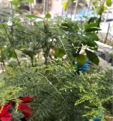文竹的开花时间及注意事项（从生长环境到开花期间的养护指南）