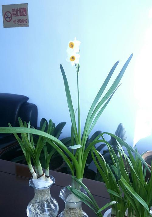 揭秘水仙恋的含义与由来（神秘而浪漫的水仙花背后隐藏的故事）