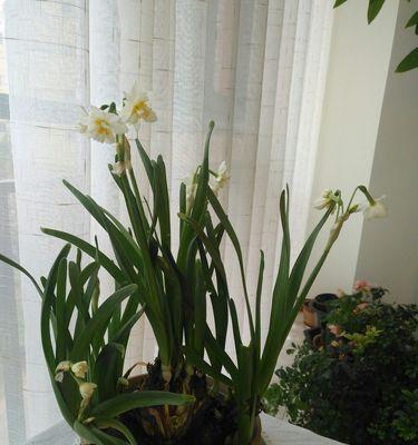 揭秘水仙恋的含义与由来（神秘而浪漫的水仙花背后隐藏的故事）