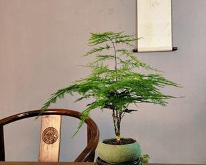 文竹放室内还是室外好（如何选择文竹的最佳生长环境）