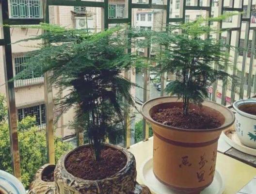 文竹放阳台好吗（让阳台更美丽的绿植选择）