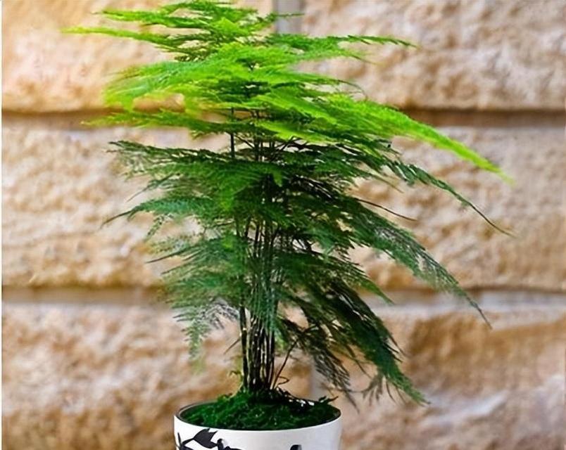文竹修剪技巧（打造美观健康的文竹）