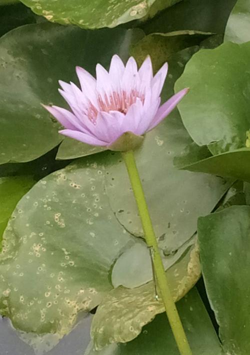 埃及蓝睡莲的神秘花语（探寻埃及蓝睡莲花的寓意与象征）