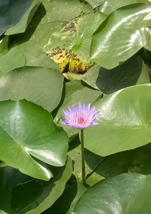 埃及蓝睡莲的神秘花语（探寻埃及蓝睡莲花的寓意与象征）