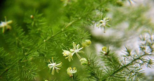 文竹开花结果的一切（探秘文竹开花的奥秘）
