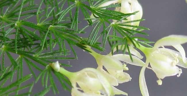 文竹开花结果的一切（探秘文竹开花的奥秘）