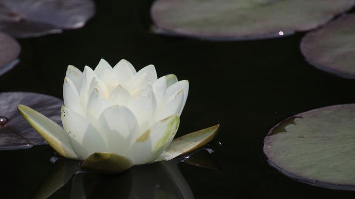 埃及睡莲的花语（唤醒心灵的美丽水生花卉）