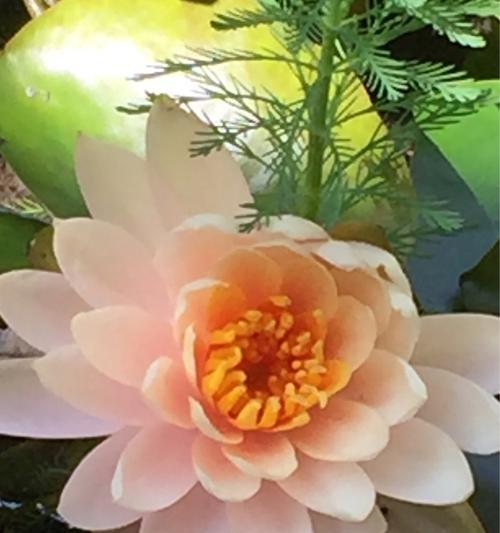 埃及睡莲的花语（唤醒心灵的美丽水生花卉）